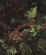 Fidelia Bridges Bird\'s Nest and Ferns Sweden oil painting reproduction